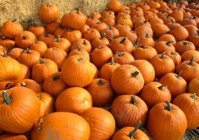 Keep your pumpkins looking magical