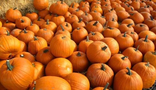 Keep your pumpkins looking magical