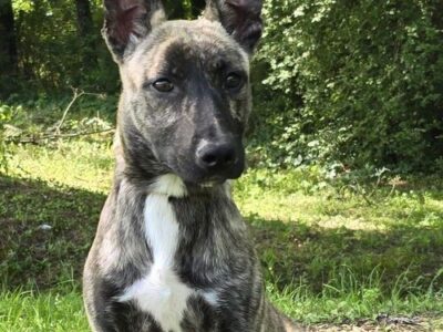 Humane Society of Elmore County Pet of the Week – Shelby