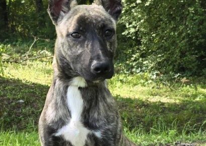 Humane Society of Elmore County Pet of the Week – Shelby