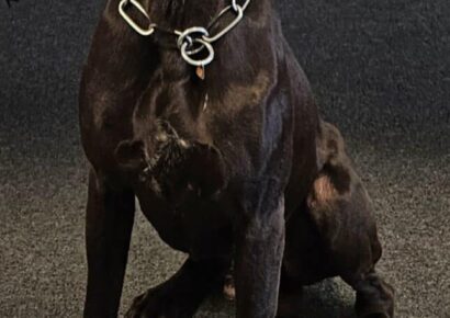 Tallassee PD K9 Blek to receive donation of body armor