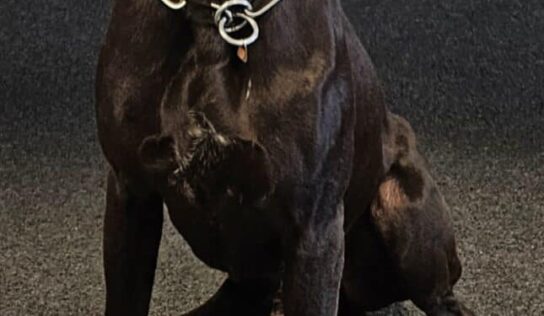 Tallassee PD K9 Blek to receive donation of body armor