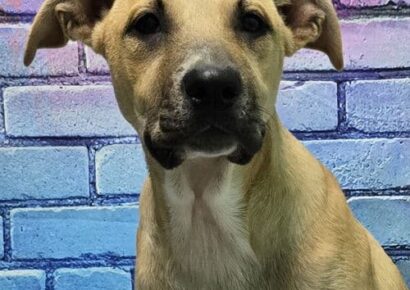 HSEC Pet of the Week is Tank! Adorable, sweet and loving