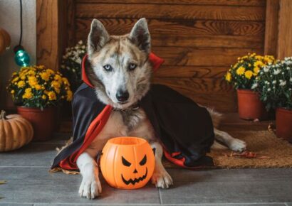 HSEC News: Include your Pets when it comes to Halloween Safety plan