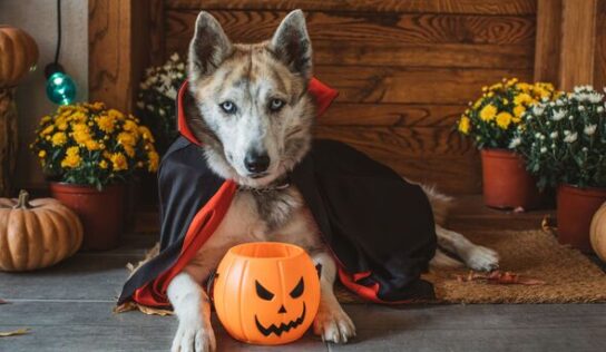 HSEC News: Include your Pets when it comes to Halloween Safety plan