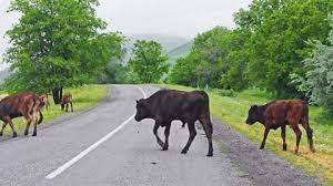 Safely fence in your livestock, it’s the law