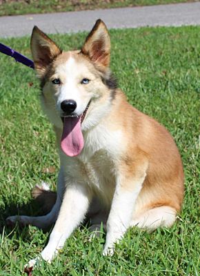 Jolene is a beauty and waiting at PAHS for new family