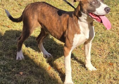 Beetlejuice Beetlejuice Beetlejuice is the pet of the week