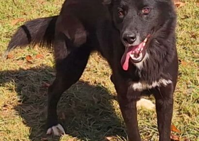 Annabelle is the HSEC Pet of the Week, loves squeeky toys
