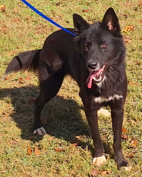 Annabelle is the HSEC Pet of the Week, loves squeeky toys