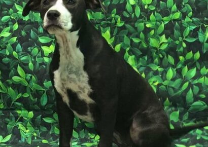 HSEC Pet of the Week is Baby Girl; Love toys, attention