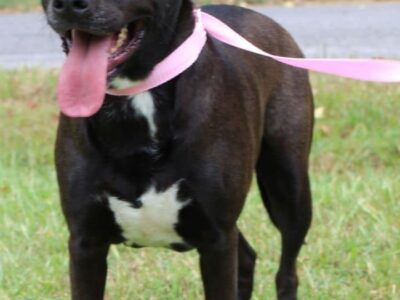 Lilly is the PAHS Pet of the Week; Good looking gal perfect for a family