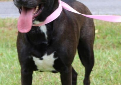 Lilly is the PAHS Pet of the Week; Good looking gal perfect for a family