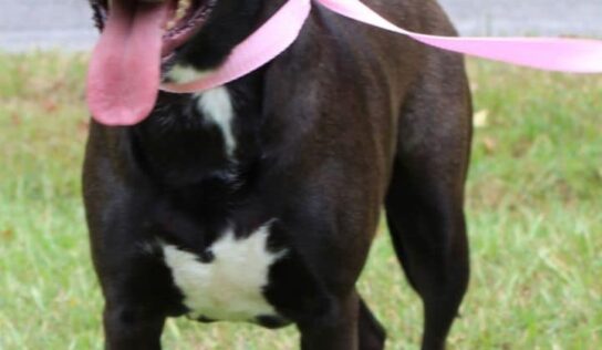 Lilly is the PAHS Pet of the Week; Good looking gal perfect for a family