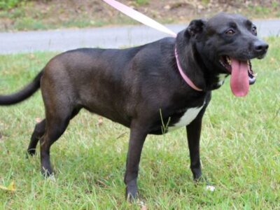 Meet Lily: A Sweet, gentle lab mix ready for her fur-ever home