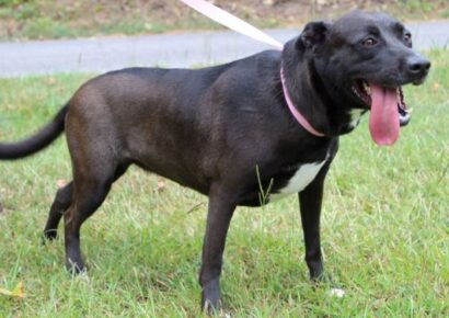 Meet Lily: A Sweet, gentle lab mix ready for her fur-ever home