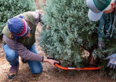 Holiday cheer without the fear, a Christmas tree care and safety guide