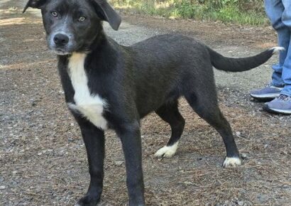 Humane Society of Elmore County Pet of the Week – Carlotta