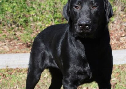 Friendly and Full of Love: Emmett the black lab needs his forever home