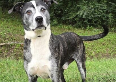 Gunner, a true gentleman, awaits a family to call his own!