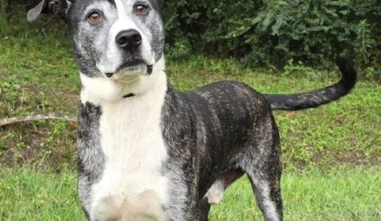 Gunner, a true gentleman, awaits a family to call his own!