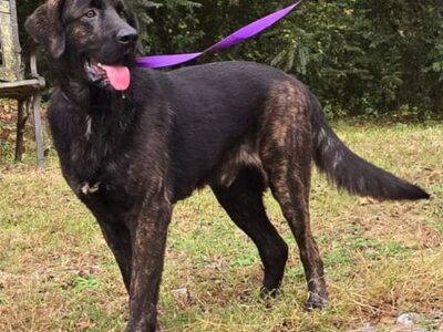 HSEC Pet of the Week: Matty is a giant sweetheart! He needs a big yard to play