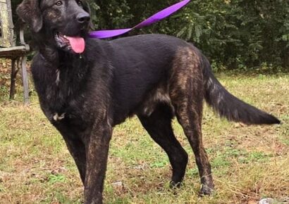 HSEC Pet of the Week: Matty is a giant sweetheart! He needs a big yard to play