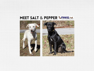 PAHS Pets of the Week are Salt and Pepper