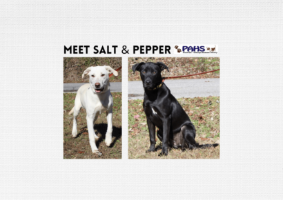 PAHS Pets of the Week are Salt and Pepper