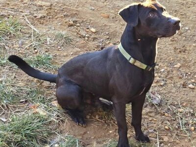 Mr. Jingles is waiting at HSEC for his new family!