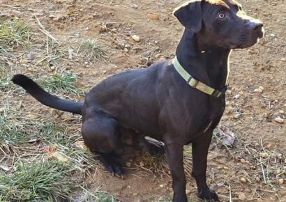 Mr. Jingles is waiting at HSEC for his new family!