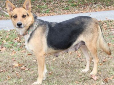 Nala is the PAHS pet of the Week! Sweet and loving, would be good with other dogs and children