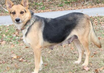 Nala is the PAHS pet of the Week! Sweet and loving, would be good with other dogs and children