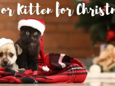 New pet for Christmas? Here are some pointers from HSEC