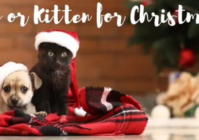 New pet for Christmas? Here are some pointers from HSEC