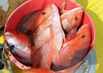 Marine Resources Seeks Fisheries Input from the Public