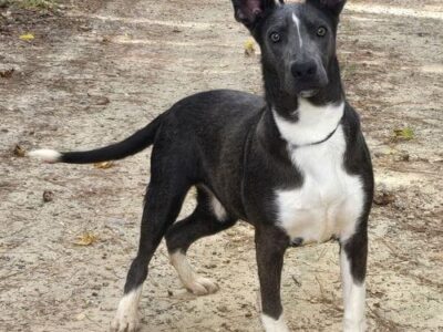 Peeta is waiting at HSEC for his forever home!