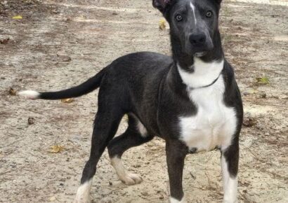 Peeta is waiting at HSEC for his forever home!
