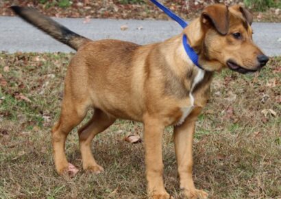 Aspen is waiting for the love of a family at PAHS