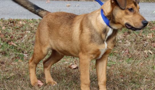 Aspen is waiting for the love of a family at PAHS