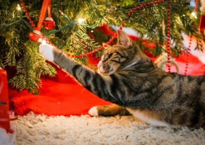 Merry Christmas from the Humane Society of Elmore County