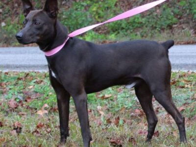 Dingo is the PAHS Pet of the Week, Friendly and full of energy