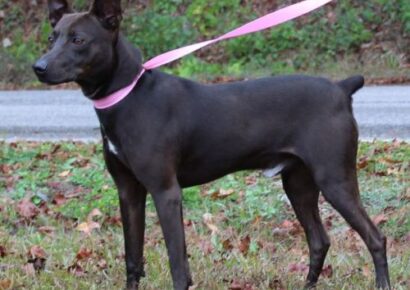 Dingo is the PAHS Pet of the Week, Friendly and full of energy