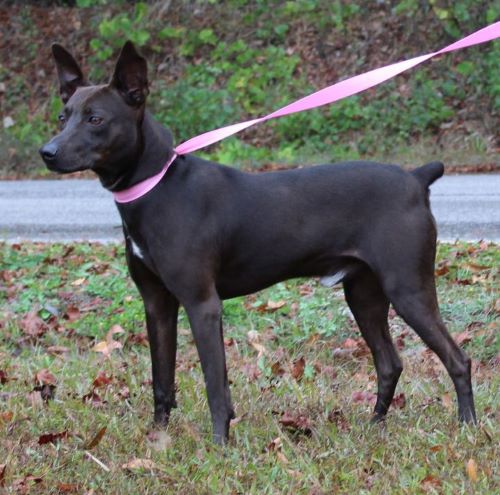 Dingo Is The PAHS Pet Of The Week, Friendly And Full Of Energy