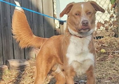A big, handsome goofball: Bentley is the HSEC Pet of the Week