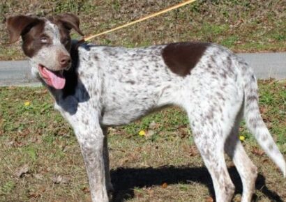 Meet Cupid! She is the Pet of the Week for PAHS, and gorgeous!