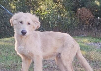 Freddy the husky/shepherd mix seeks his forever family