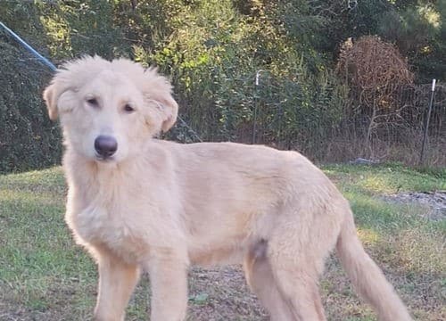 Freddy the husky/shepherd mix seeks his forever family