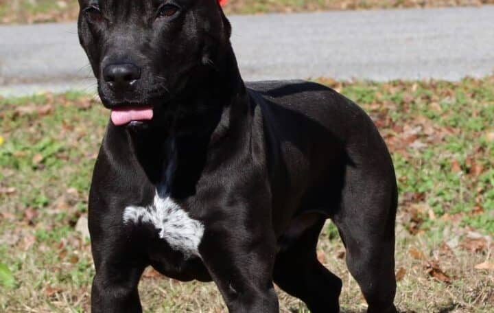 Adopt Today At Prattville/Autauga Humane Society; Hero, The Black
