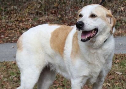 PAHS Pet of the Week: If you need a devoted companion, Sara is your Girl!